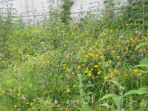 Yellow flowers