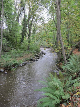 Llanina Woods, New Quay