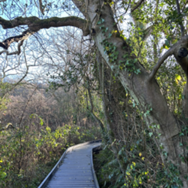 Cilgerran Nature Reserve Boardwalk