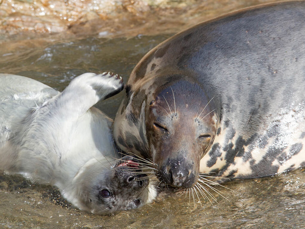 Atlantic Grey Seals