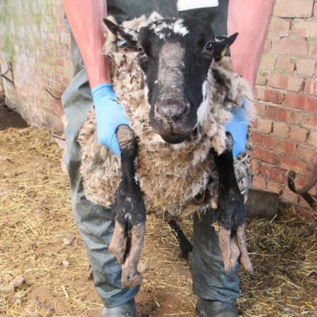 A sheep with overgrown feet